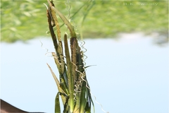 Vallisneria spiralis